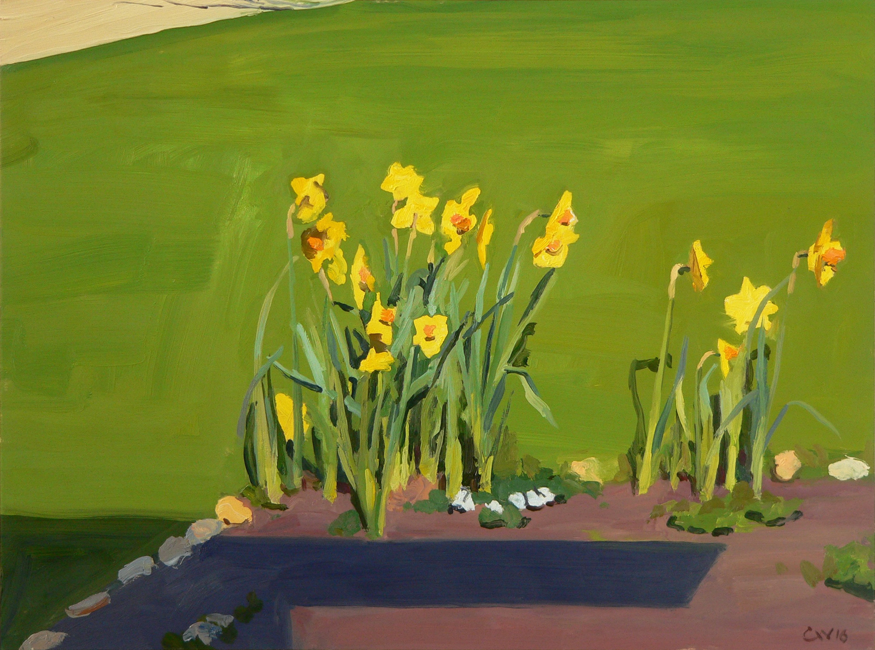 daffodils-in-the-garden